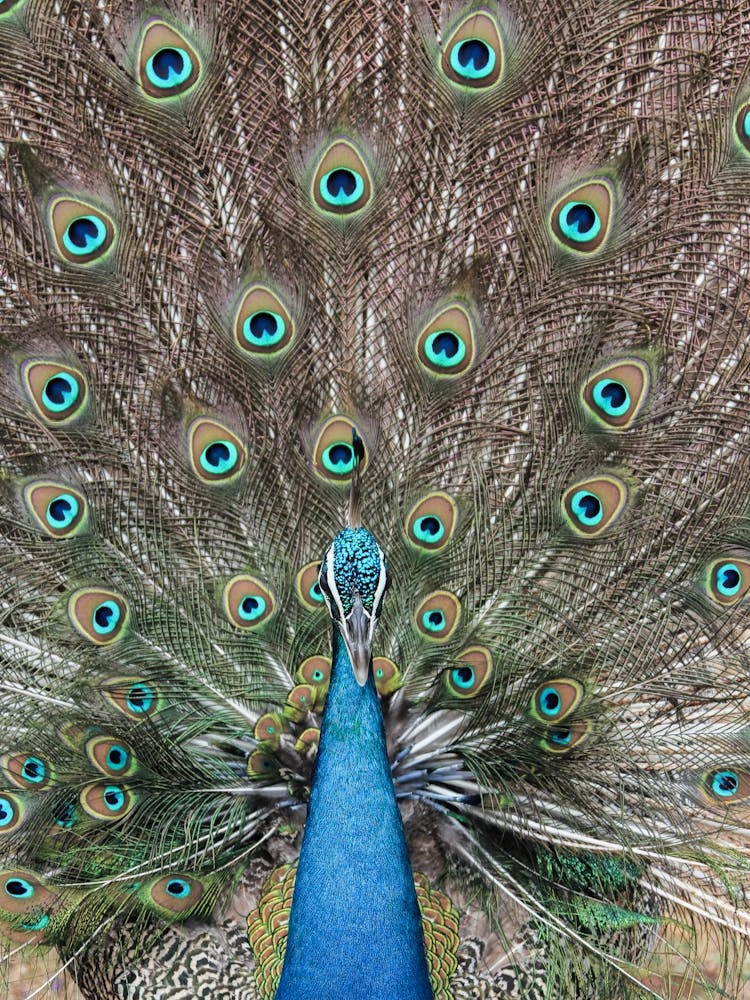 Peacock In India