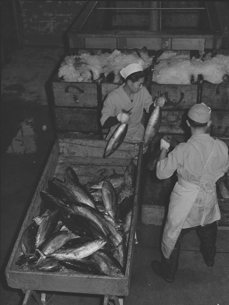 Untitled Photo, Possibly Related To Tuna Being Packed In Ice, Astoria, Oregon By Russell Lee
