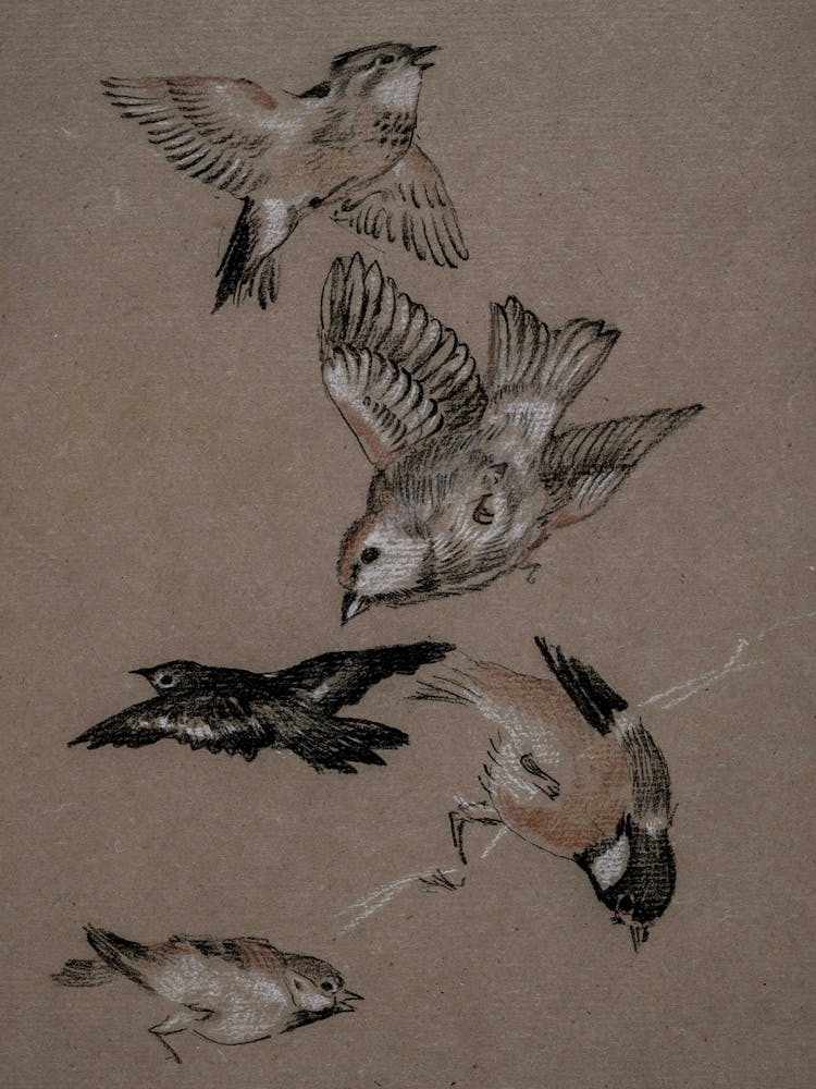 Birds In Flight