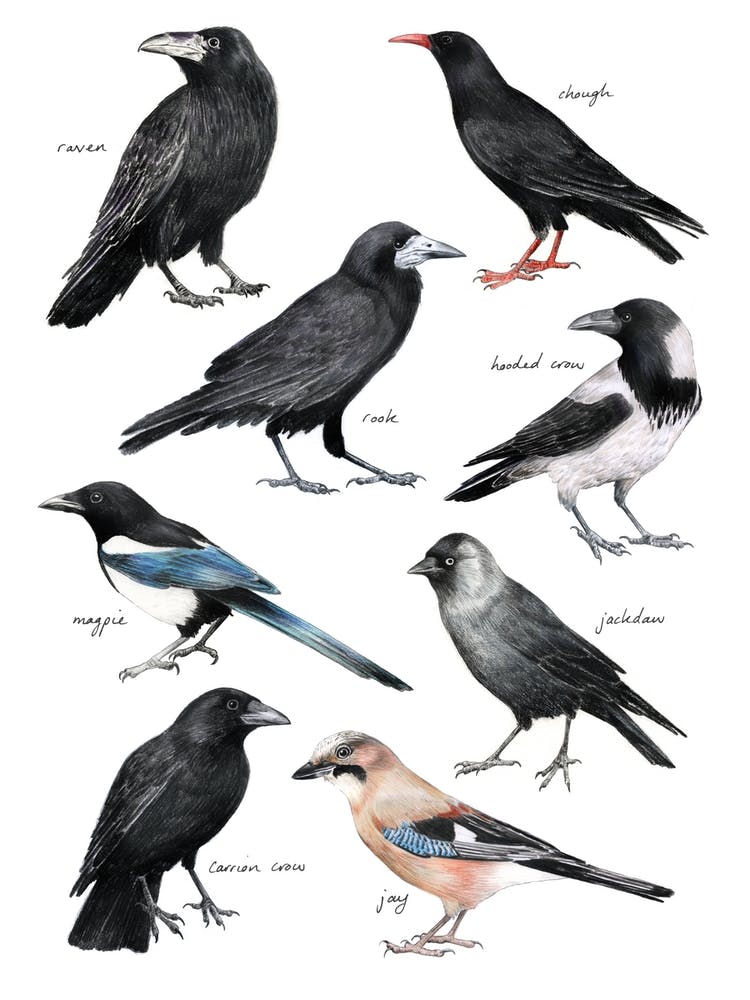 Crows