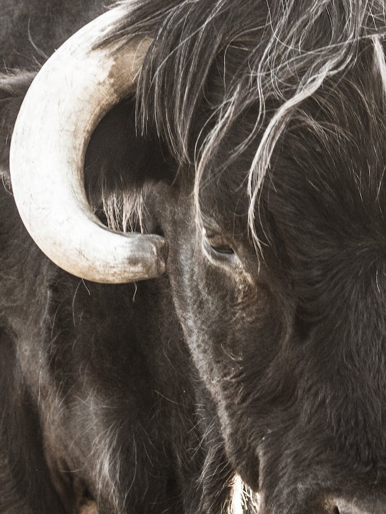 Black Bull With Horns