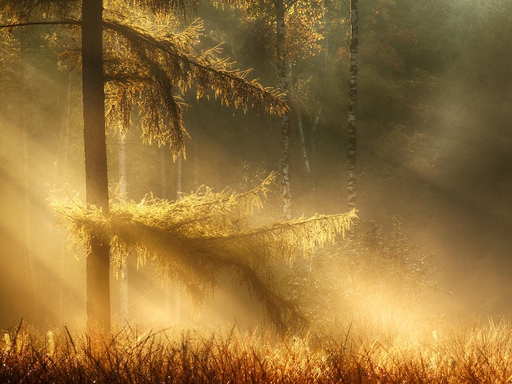 Herbstlicht 2