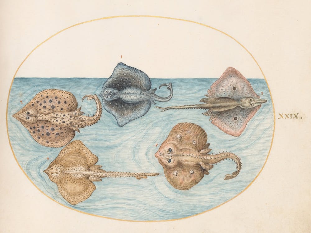 Aquatic And Shellfish Animals, Joris Hoefnagel (10)