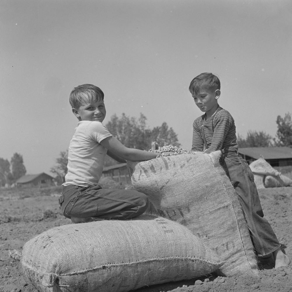 Untitled Photo, Possibly Related To Merced County, California, Farm Boys With Sacks Of Seed Peanuts By Russell