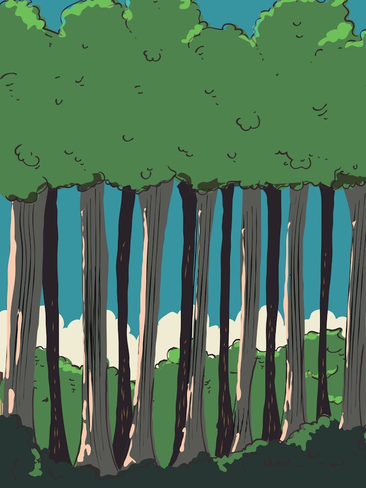 Tall Trees In The Forest