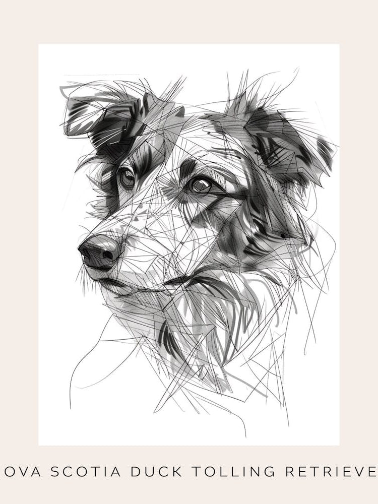Nova Scotia Duck Tolling Retriever Line Sketch Poster