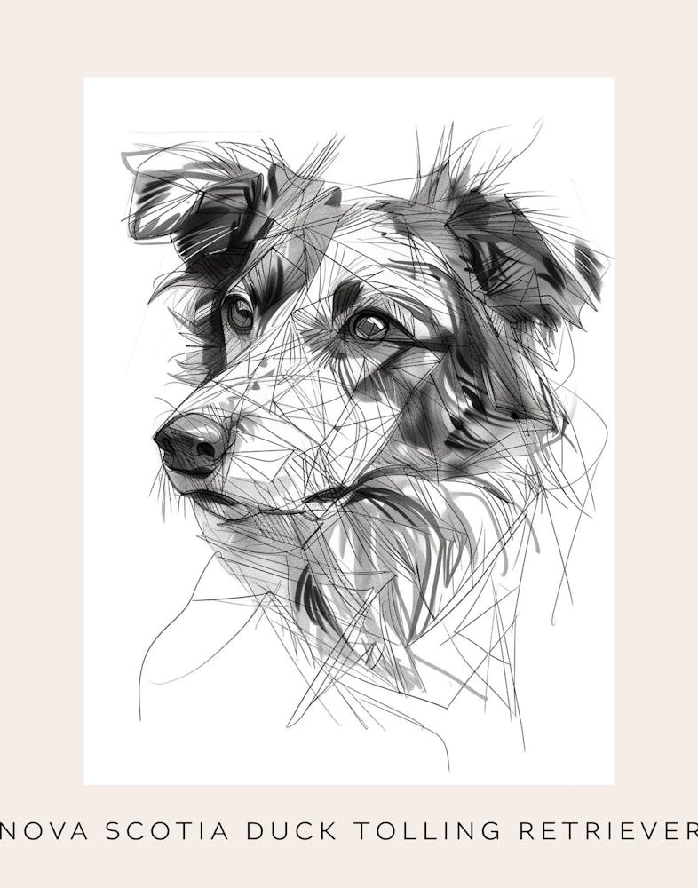 Nova Scotia Duck Tolling Retriever Line Sketch Poster