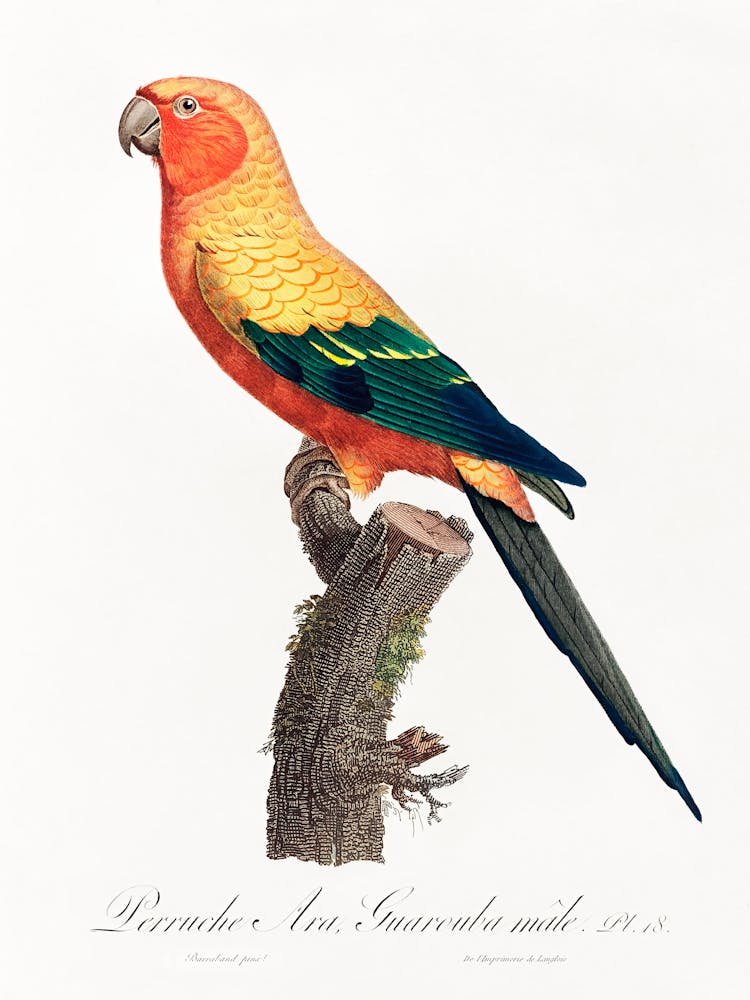 The Sun Parakeet, Male From Natural History Of Parrots, Francois Levaillant