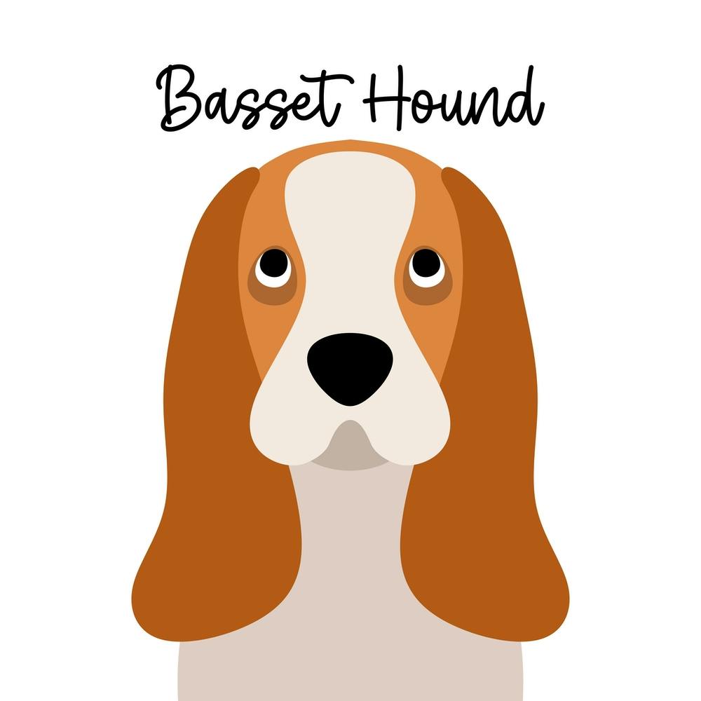 Basset Hound