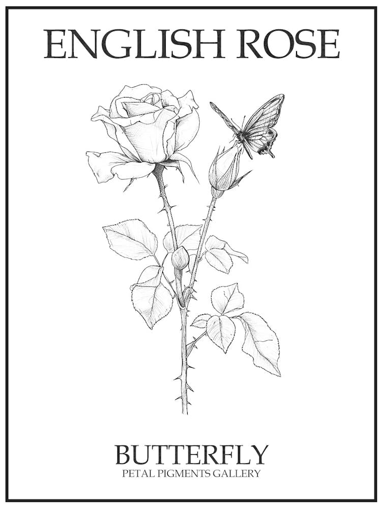 English Rose Butterfly Line Drawing 4 Poster