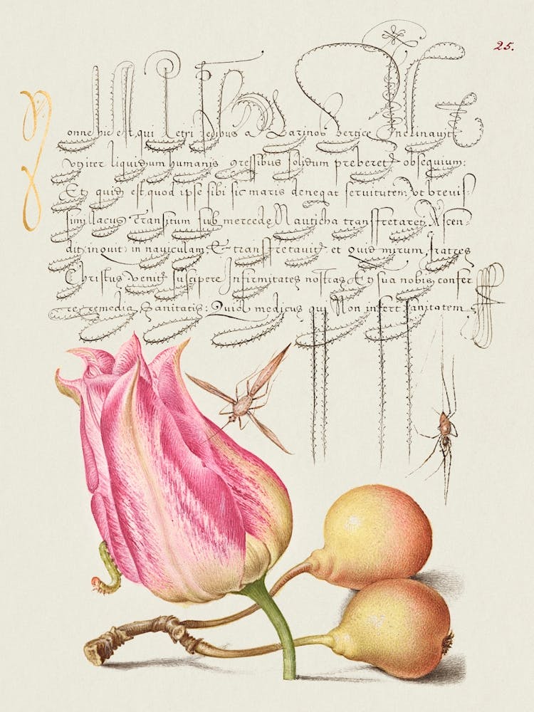 Imaginary Insect, Tulip, Spider, And Common Pear From Mira Calligraphiae Monumenta, Joris Hoefnagel