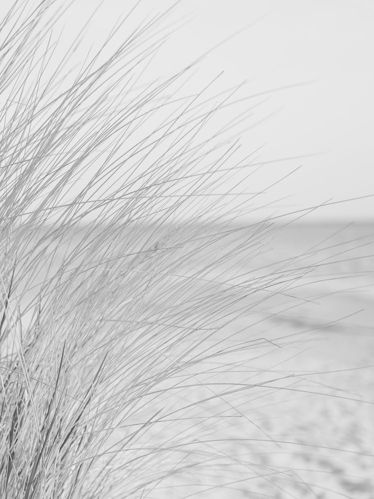 Grass On The Beach