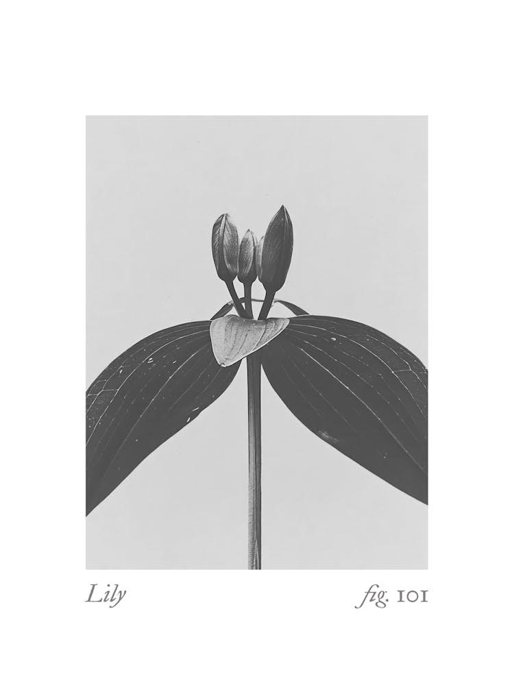 Lily Botanical Collage 3