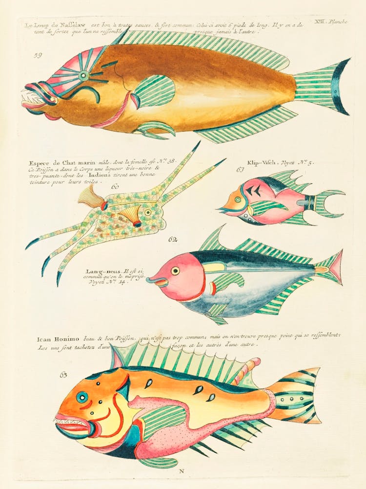 Colourful And Surreal Illustrations Of Fishes Found In Moluccas (Indonesia) And The East Indies, Louis Renard(38)