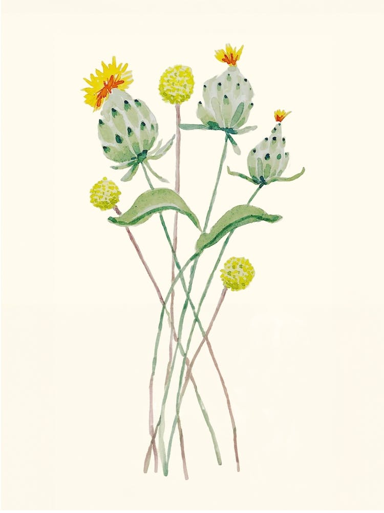 Billy Button Wildflowers Painting