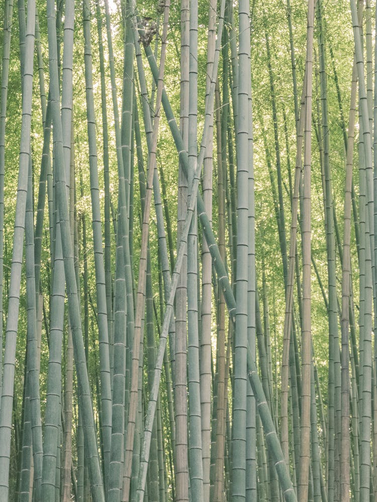 Bamboo Forest