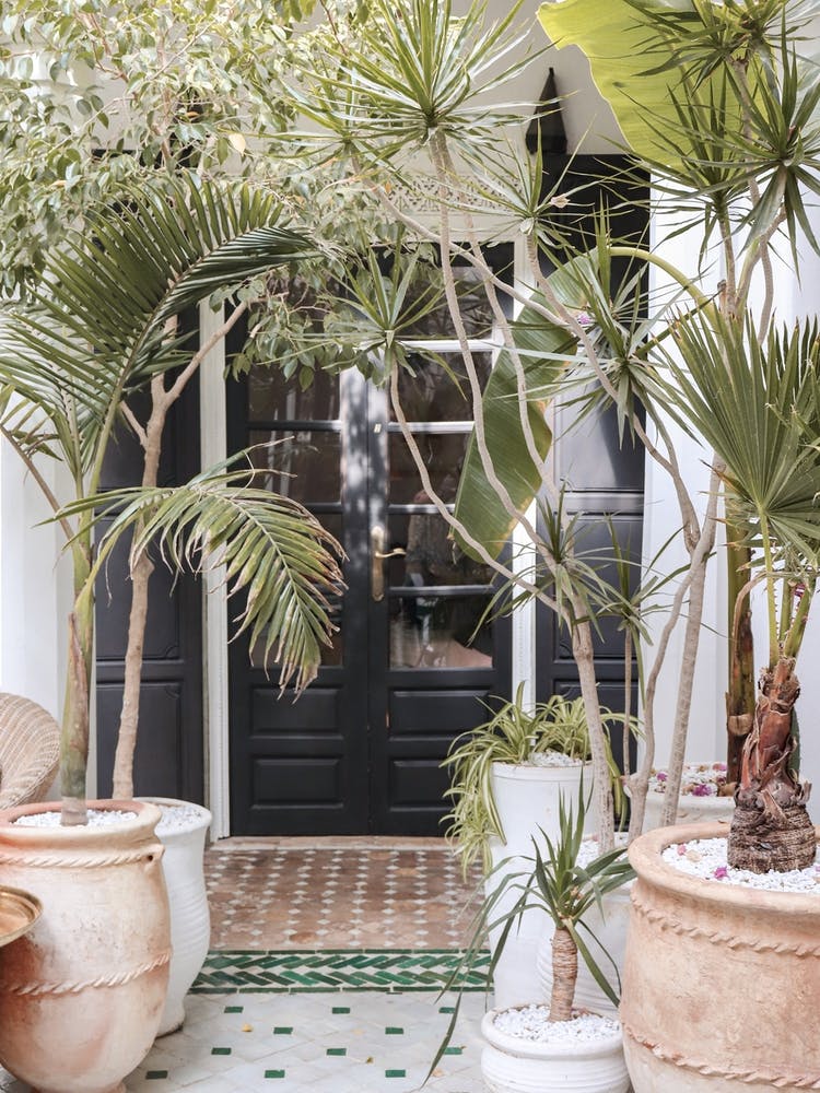 Tropical Entry In Marrakech