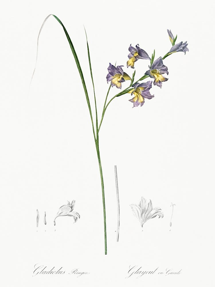 Gladiolus Ringens Illustration From Les Liliacées (1805), Pierre Joseph Redoute