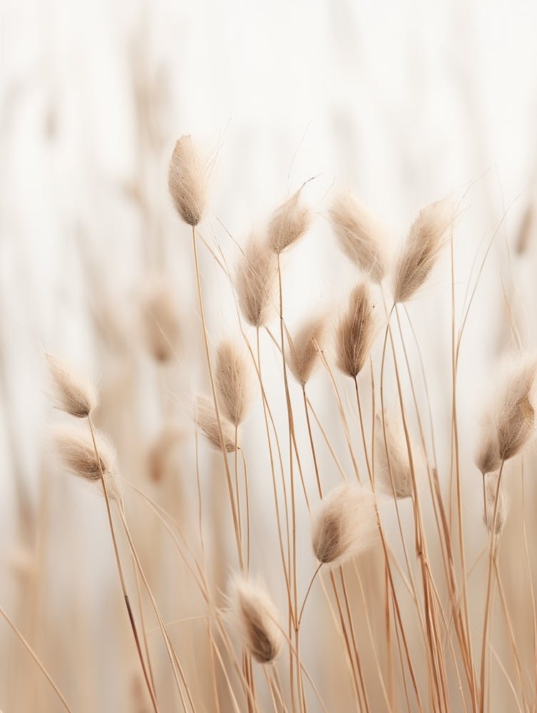 Boho Dried Flowers Flax Flower 1