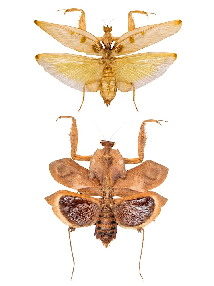 Deux Gros Insectes 2