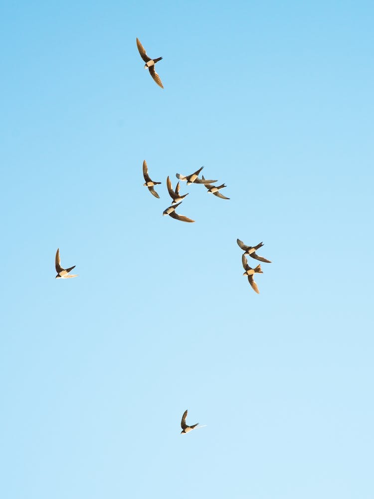Mediterranean Swifts