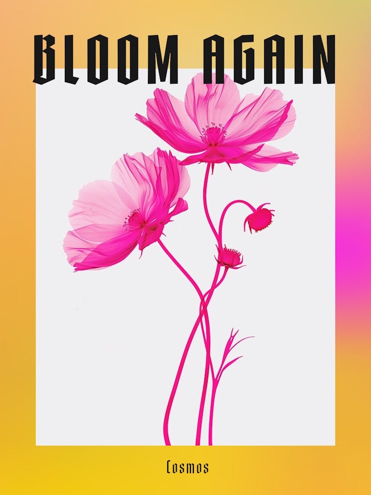 Hot Pink Cosmos 2 Poster