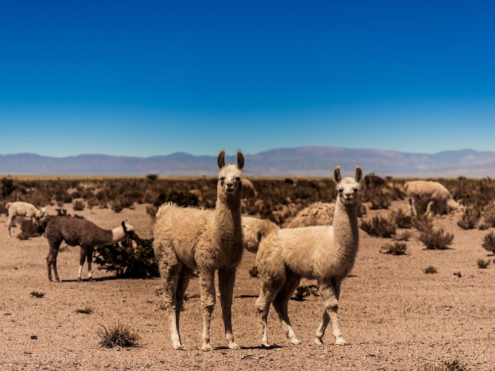 Llamas In The Desert