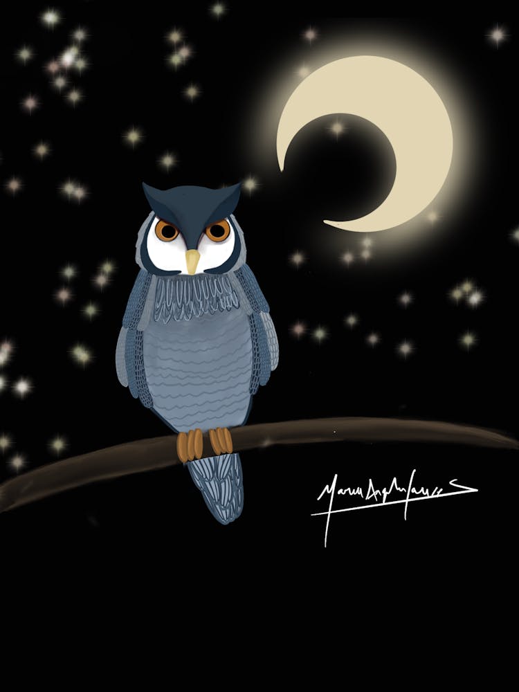 Owl At Night