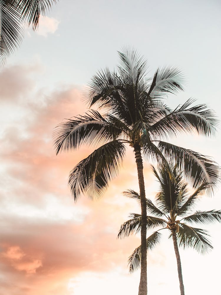 Palm Tree Sunset View