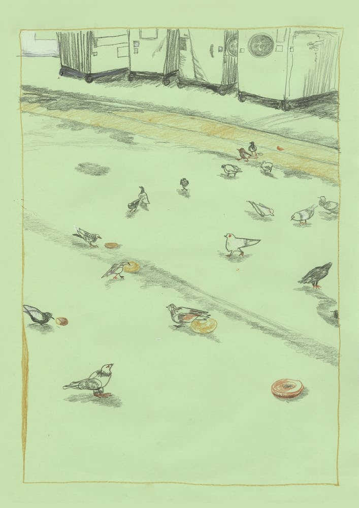 Pigeons In Walgreens' Back Alley