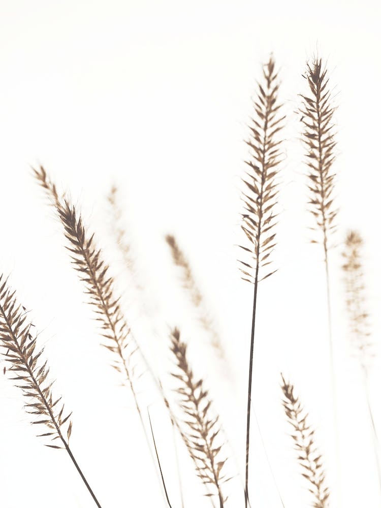 Dried Flowers Pennisetum