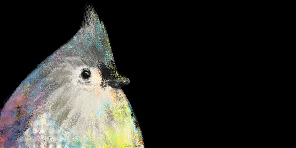 Tufted Titmouse Bird