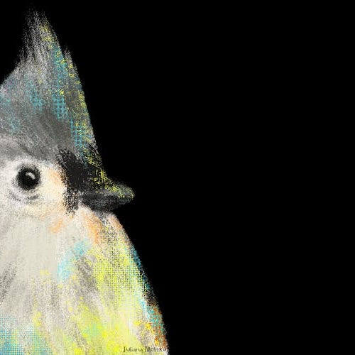 Tufted Titmouse Bird