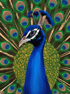 Peacock 17