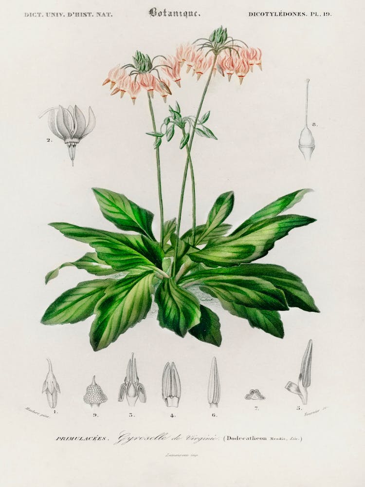 Dodecatheon Meadia, Charles Dessalines D' Orbigny