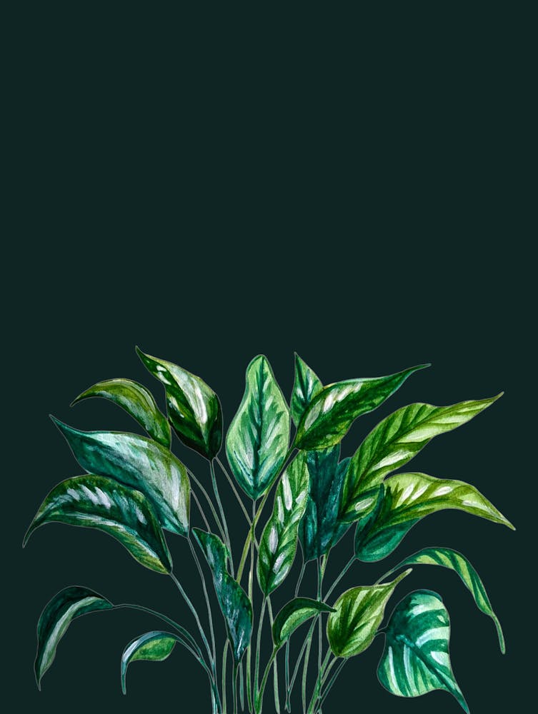 Houseplant Botanical Watercolour Illustration Dark Green