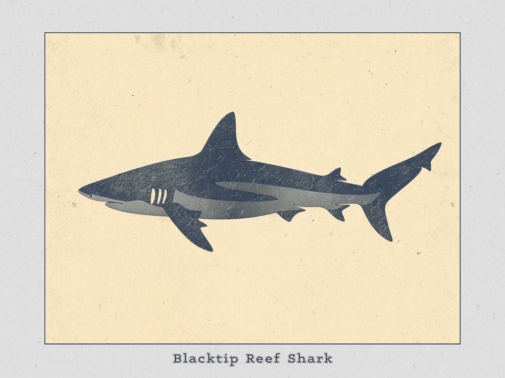 Blacktip Reef Shark Silhouette 6 Poster