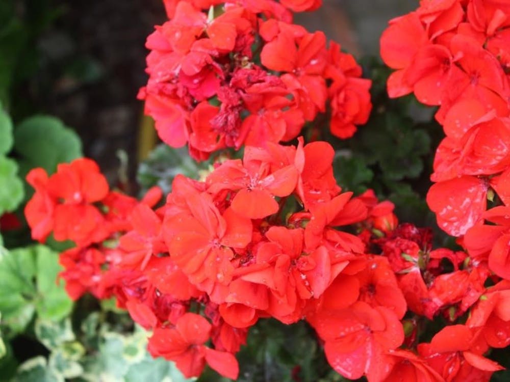 Flower Snap 1