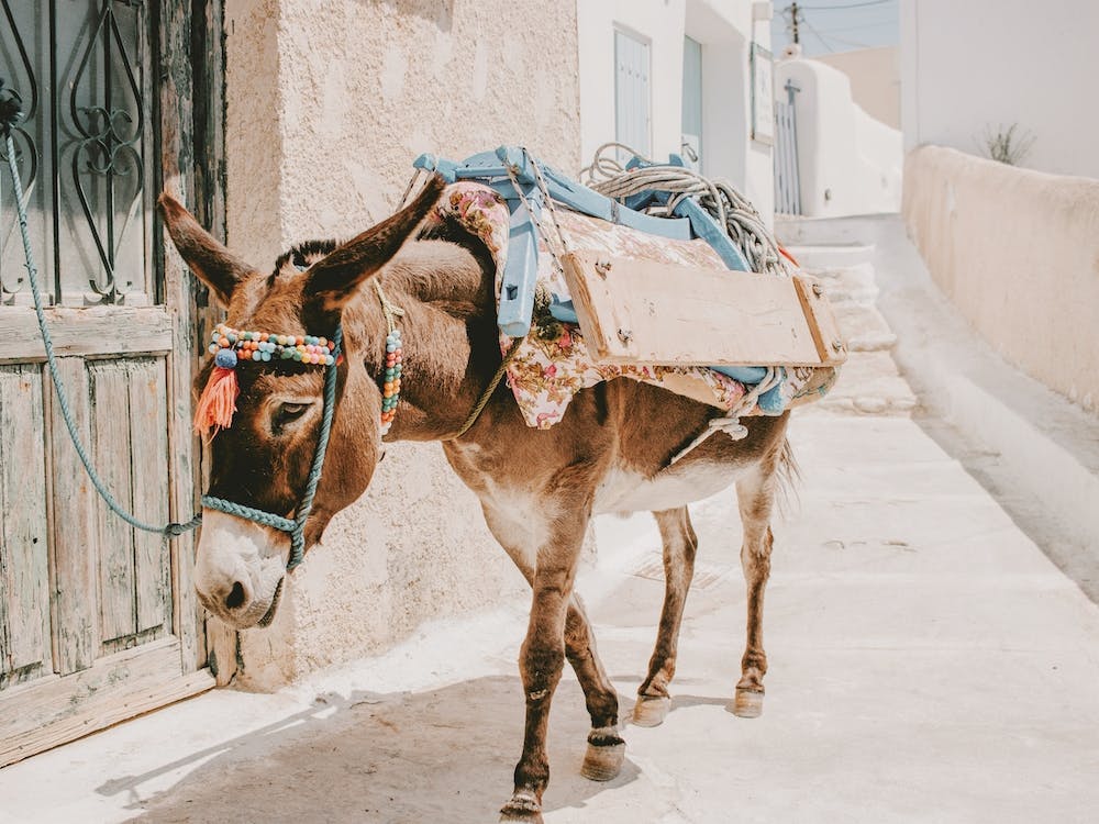 Donkey In Greece