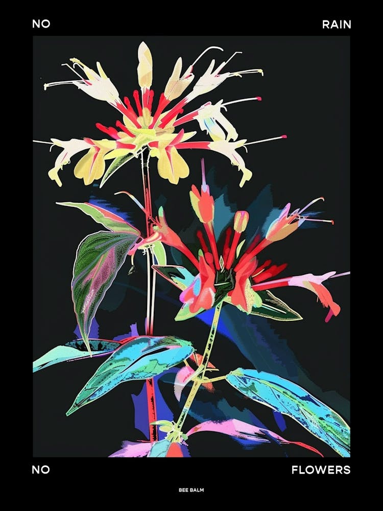 No Rain No Flowers Poster Bee Balm 3