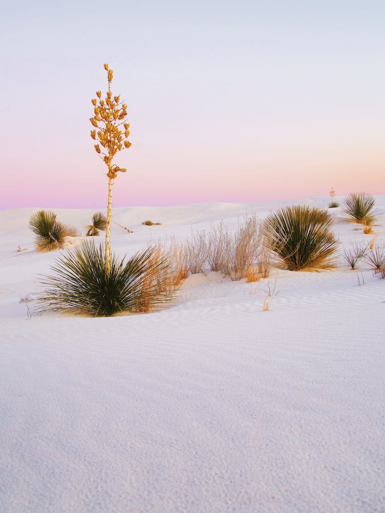 Pink Desert Sunset