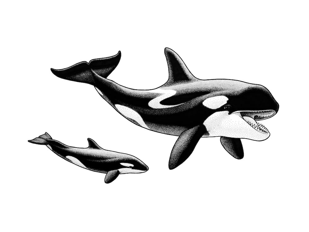 Killer Whale