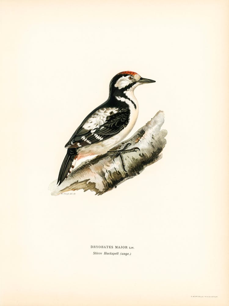 Great Spotted Woodpecker, The Von Wright Brothers