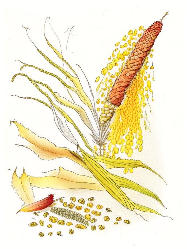 Soie de Maïs Épices et Herbes Illustration au Crayon 4