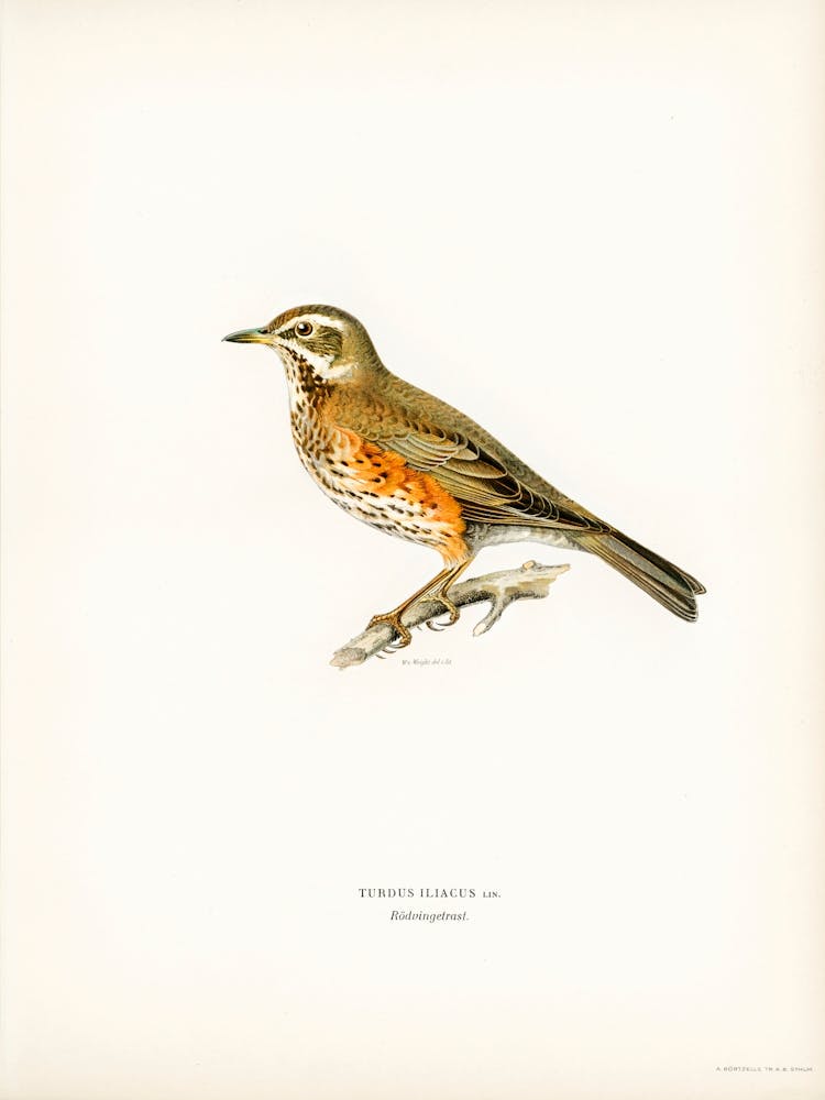 Redwing (Turdus Iliacus), The Von Wright Brothers