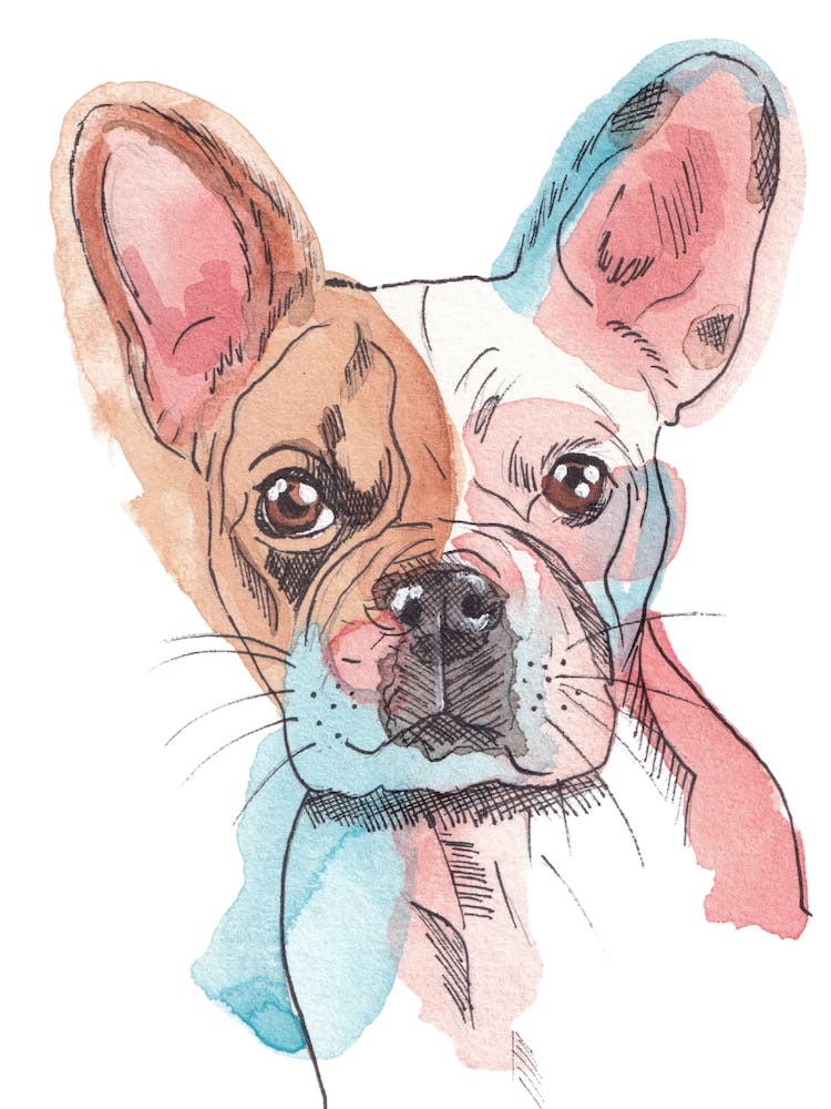 Französische Bulldogge Aquarell-Illustration
