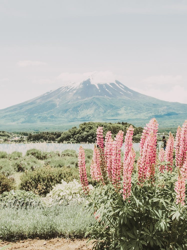 Pink Mountain Lupine Flowers