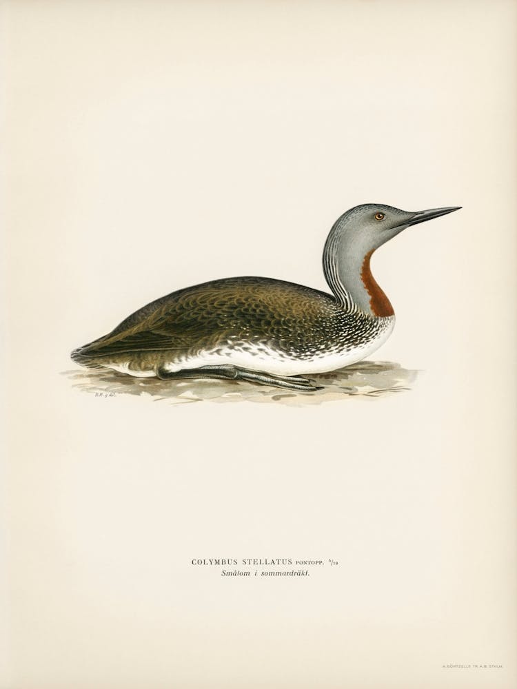 Red Throated Loon, The Von Wright Brothers