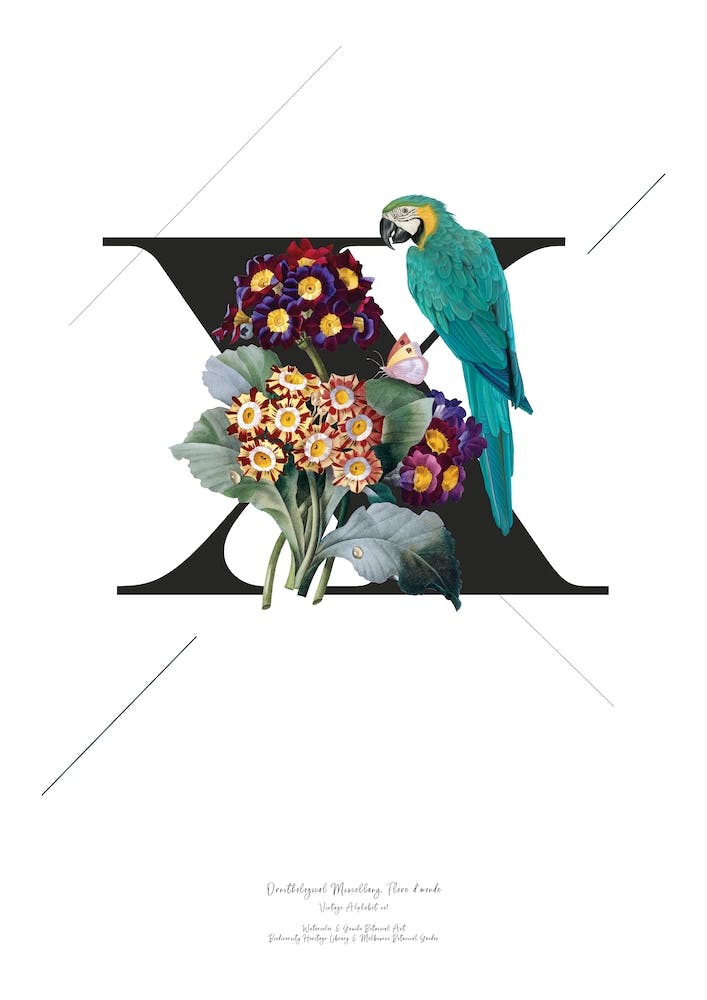 Botanical  Alphabet X