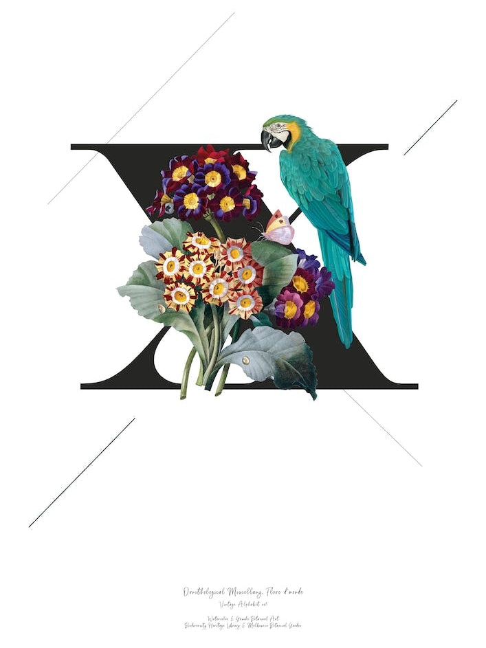 Botanical  Alphabet X
